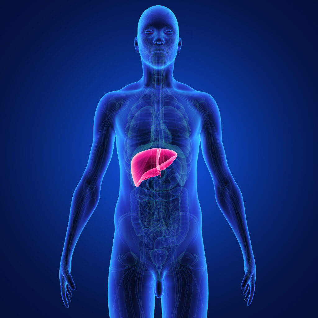 Liver image in body