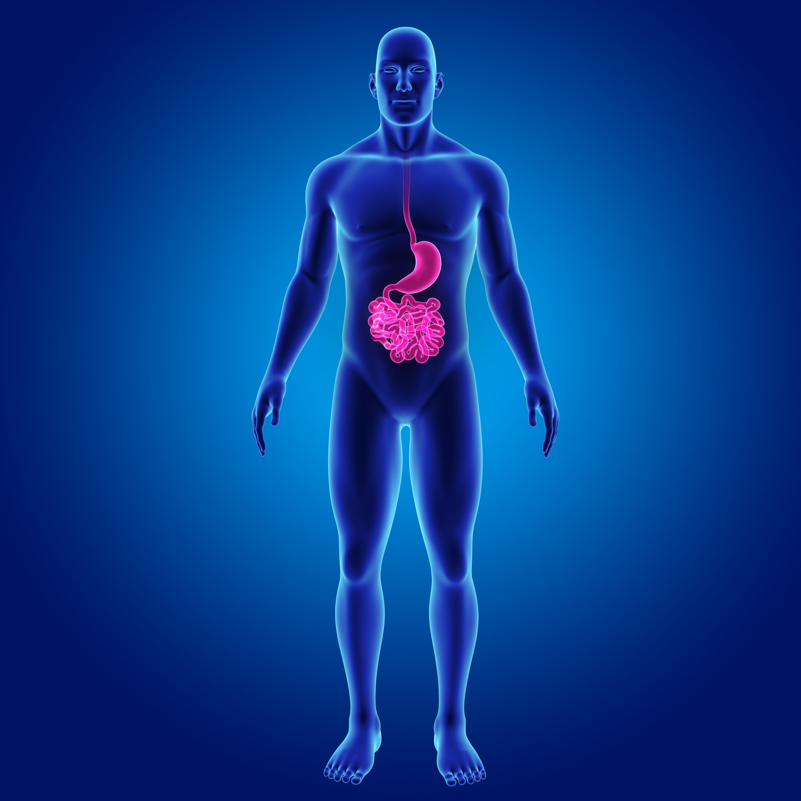 Small intestine image in body